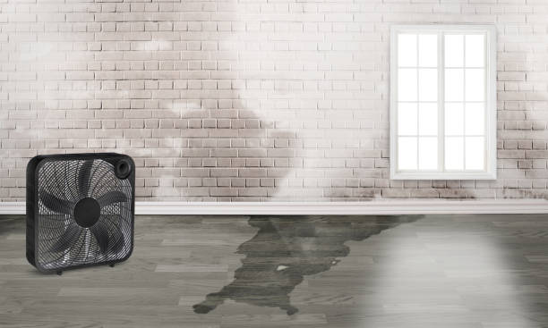 Best Basement water damage restoration  in Columbus, MN