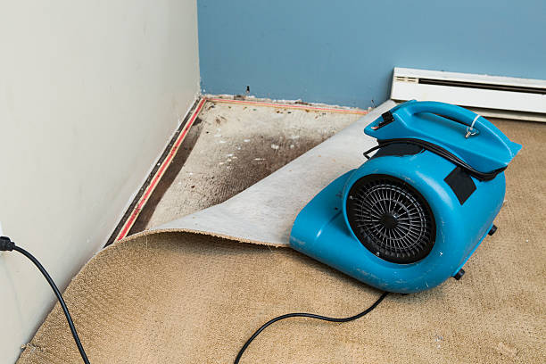 Best Mold removal after water damage  in Columbus, MN